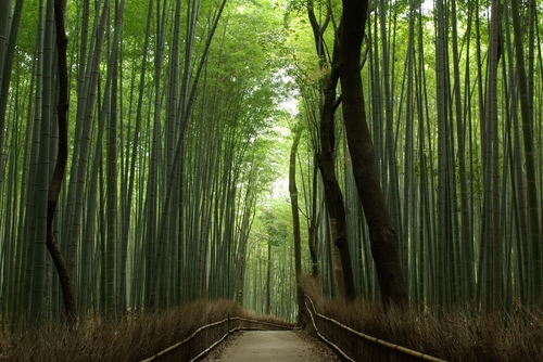Arashiyama1[1].jpg